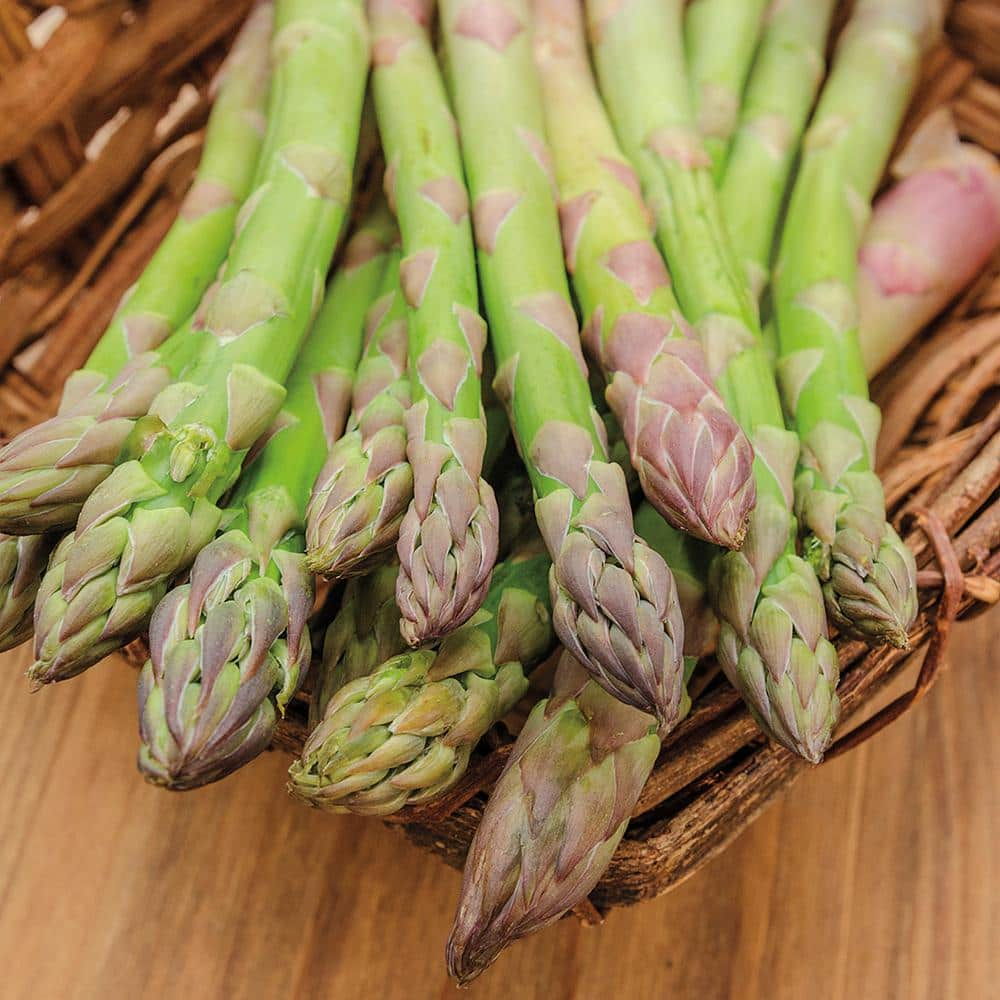 10 Bare Root Jersey Giant Asparagus Crowns - 2-Year-Old, High-Yield Perennial (Asparagus officinalis)