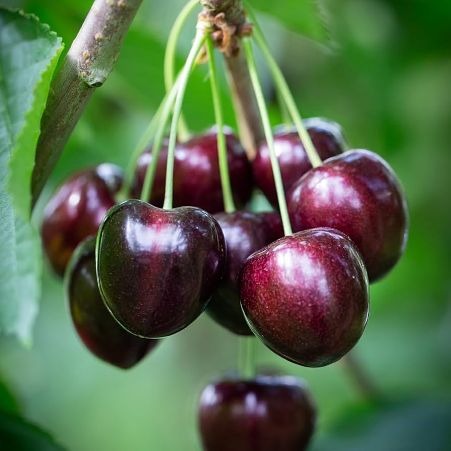 Black Cherry Tree Seeds - 30 Fresh Prunus serotina Seeds for Home Gardens