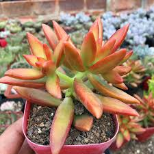 Sedum adolphi ‘Firestorm’ - Bare Root 2 Plants (2") | Red-Orange Edged Succulent