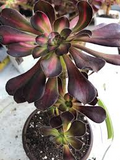 Aeonium Sunset Glow Cutting - 2.5" Head | Succulent Starter Plant