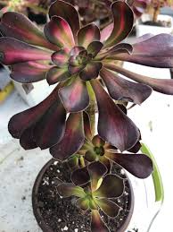 Aeonium Sunset Glow Cutting - 2.5" Head | Succulent Starter Plant