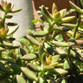 Sedum adolphi ‘Golden Glow’ Cuttings – 3 Live Rooted Cuttings, Yellow-Green Foliage