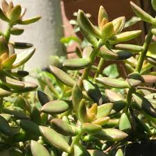 Sedum adolphi ‘Golden Glow’ Cuttings – 3 Live Rooted Cuttings, Yellow-Green Foliage