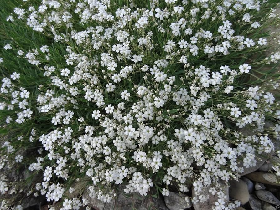 Baby's Breath Perennial Gypsophila paniculata Seeds - 200 Non-GMO Seeds for Fragrant White Flowers