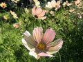 Cosmos bipinnatus Apricot Lemonade Seeds – 200+ Pastel Flowers for Garden & Cut Flowers