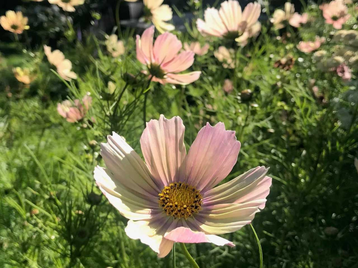 Cosmos bipinnatus Apricot Lemonade Seeds – 200+ Pastel Flowers for Garden & Cut Flowers