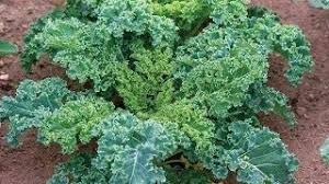 Dwarf Siberian Kale Seeds - 2000 Non-GMO Heirloom, Cool Weather, Great for Containers