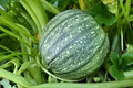 Round Zucchini Seeds (Cucurbita pepo) - 1 Gram Heirloom Summer Squash