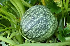 Round Zucchini Seeds (Cucurbita pepo) - 1 Gram Heirloom Summer Squash