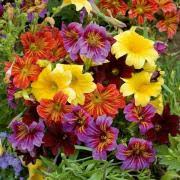Painted Tongue Salpiglossis SUPERBISSIMA Mix Seeds - 500 Non-GMO, Heirloom, Pollinator-Friendly, Annual