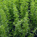 Greek Oregano seeds (Origanum vulgare subsp. hirtum) - 2000 Seeds for Gardens & Pots