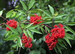 Red Elderberry Cuttings - 10 Unrooted Sambucus racemosa Starter Plant
