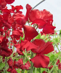 George McAra Sweet Pea Seeds – Climbing Flower Vine, Violet 50+ Seeds