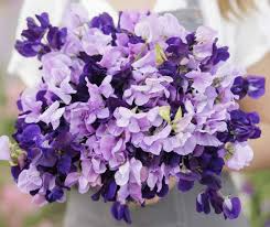 Sweet Pea Purple Mix Seeds - Fragrant Climbing Vine, 15 Seeds