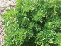 Triple Curled Parsley Seeds (Petroselinum crispum) - 500 Seeds