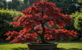 Bloodgood Japanese Maple Seedlings (Acer palmatum) - 3 Dormant Bare-Root Small Seedlings