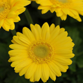 200 Yellow Gerbera Daisy Seeds — Soft Yellow Blooms for Beds, Pots & Bouquets