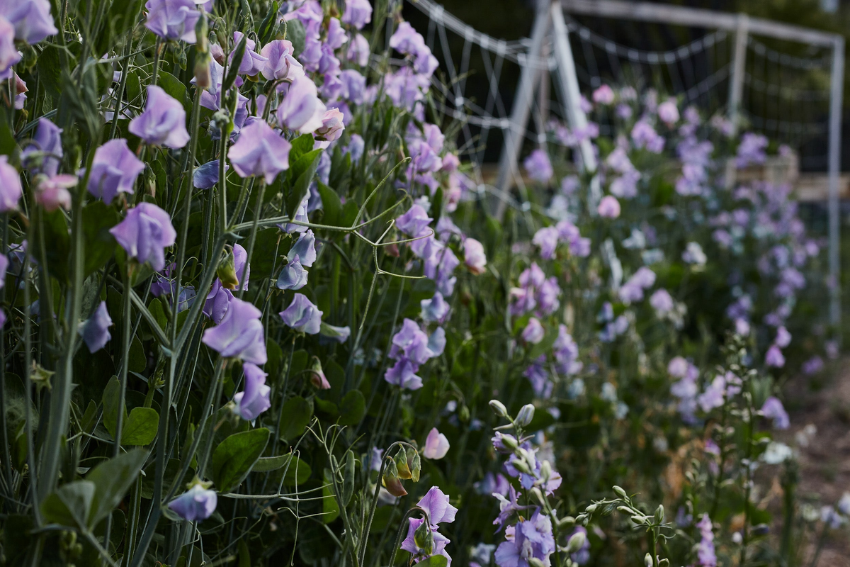 Chatsworth Sweet Pea Seeds - 50+ Lavender-Blue Fragrant Climbing Vines