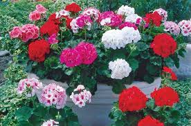 Organic Geranium Regal Pelargonium Cuttings (3) 5-8" Starter Plant