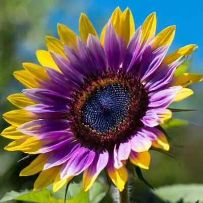 Purple Heart Sunflower Seeds - 50 Rare Helianthus annuus Seeds (Annual, Full Sun)