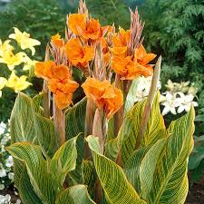 Canna Lily Pretoria Bengal Tiger Bulb (Starter Plant) – Orange Variegated Flowers, 4-6 ft, Zones 8-11