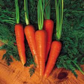 Moonraker Carrot Seeds – 1000+ White Heirloom, Sweet & Crisp, 75-85 Days