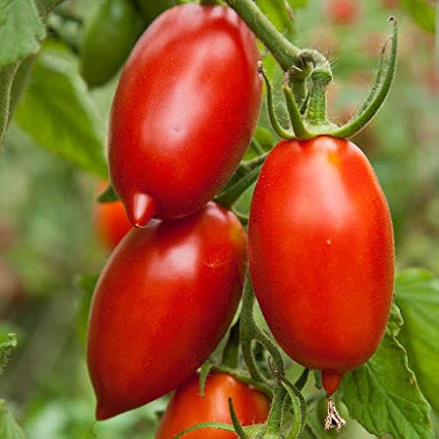 100 Tomato Seeds Mix - Heirloom Canning, Sauce & Paste Varieties (Indeterminate, Non-GMO)
