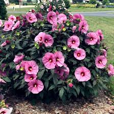 Pink Swamp Rose Mallow Seeds (Hibiscus moscheutos) - 20 Seeds, 6-9" Flowers