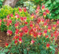 Columbine EASTERN RED Seeds (Aquilegia canadensis) - 500 Non-GMO, Part Shade, Pollinator-Friendly