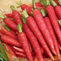 Atomic Red Carrot Seeds (Daucus carota) - 150 Seeds, Vibrant Red, Sweet Flavor