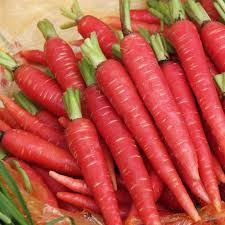 Atomic Red Carrot Seeds (Daucus carota) - 150 Seeds, Vibrant Red, Sweet Flavor