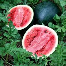Sugar Baby Watermelon Seeds - 45 Non-GMO, Heirloom, Easy to Grow