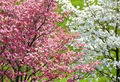 Florida Dogwood Seeds (Cornus florida) - 5 Seeds, Ornamental Tree with White to Pink Blooms