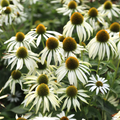White Swan Coneflower Seeds (Echinacea purpurea 'White Swan') - 25-500 Seeds