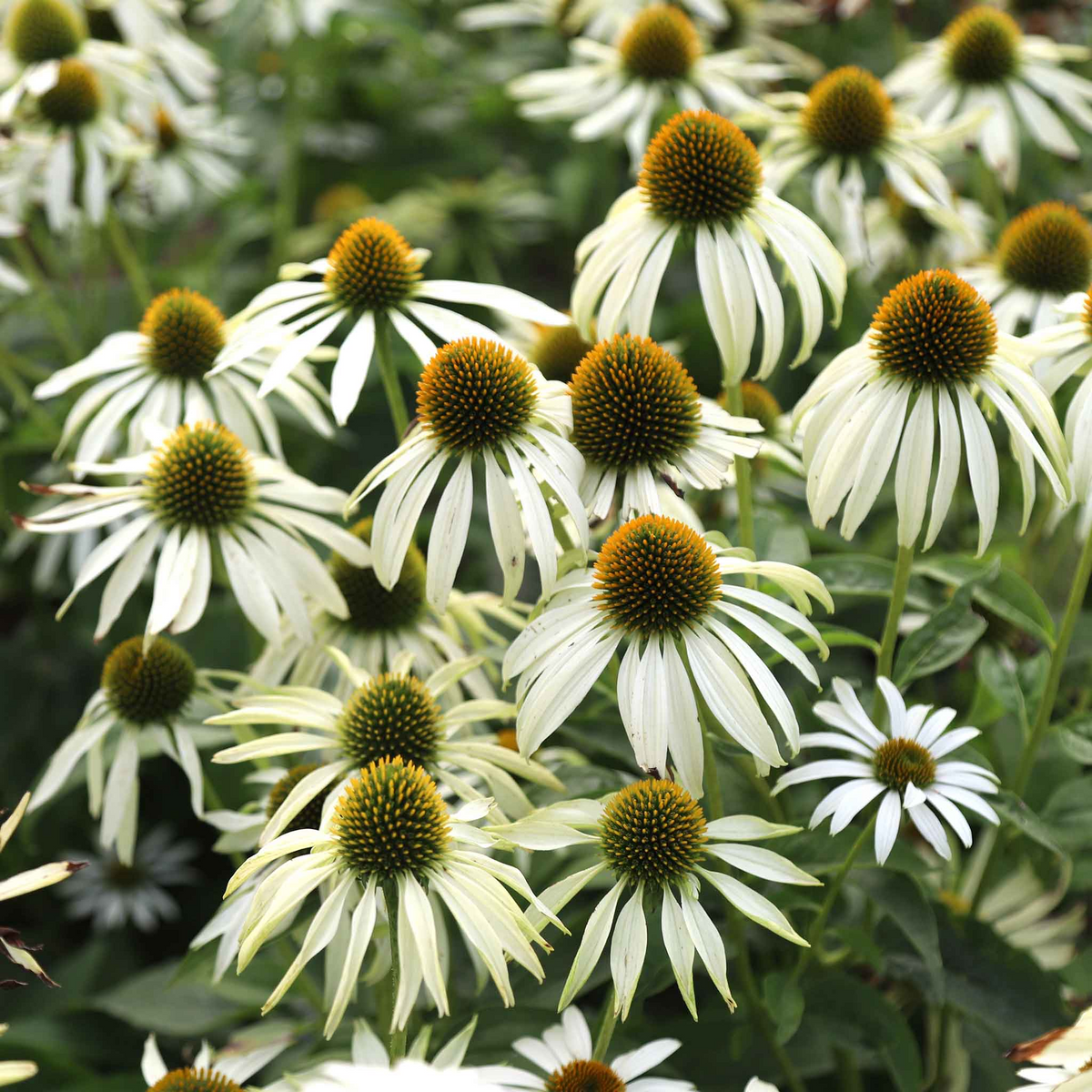 White Swan Coneflower Seeds (Echinacea purpurea 'White Swan') - 25-500 Seeds