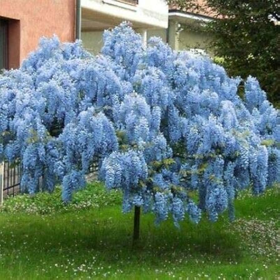 5 Blue Chinese Wisteria Seeds | Wisteria sinensis - Fragrant Perennial Climbing Vine