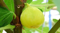 White Marseilles Fig Seeds – Ficus carica Heirloom, 100+ Seeds