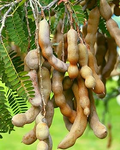 Sour Tamarind Starter Plant Seedling (Tamarindus indica) - 2?-3? Live Fruit Tree