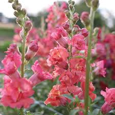 Antirrhinum majus Madame Butterfly Bronze Snapdragon Seeds - 1000+ Seeds
