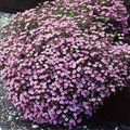Rock Soapwort (Saponaria ocymoides) Groundcover Seeds - 1000 Seeds, Pink Flowers