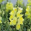 Candy Tops Yellow Snapdragon Seeds (Antirrhinum majus) - 1000+ Seeds, Compact Dwarf, Bright Yellow Blooms