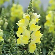 Candy Tops Yellow Snapdragon Seeds (Antirrhinum majus) - 1000+ Seeds, Compact Dwarf, Bright Yellow Blooms