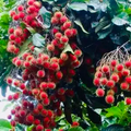 Grafted Rambutan Tree (Nephelium lappaceum) 24”-36” - Fruit-Bearing Starter Plant