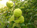 50 Osage Orange Tree Seeds (Maclura pomifera) Bois D'Arc - Fresh Seeds