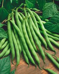 Provider Green Bush Bean Seeds – 5g, High Yield, Early Maturing, Stringless Pods