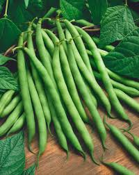 Provider Green Bush Bean Seeds – 5g, High Yield, Early Maturing, Stringless Pods