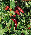 Hatch Ms. Junie Pepper Seeds - Capsicum annuum, Mild 1,000-3,000 SHU, 25 Seeds