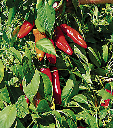 Hatch Ms. Junie Pepper Seeds - Capsicum annuum, Mild 1,000-3,000 SHU, 25 Seeds