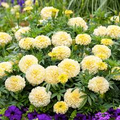 Vanilla African Marigold Seeds - Creamy White Blooms, 25+ Seeds, Tall Annual