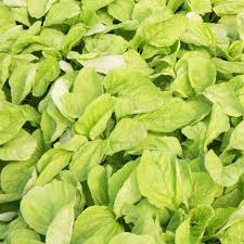 Edible Amaranth Seeds - Amaranthus White Light Green (500 Seeds) - Chinese Spinach